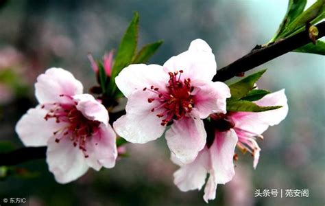 爛桃花很多|「桃花運」看農曆出生月份就知！ 命理師曝：4位天生爛桃花多